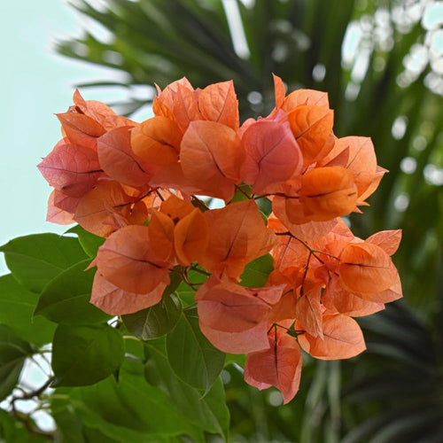 2 Bougainvillea Plants Live, Bougainvillea Flower Vine Plant, Indoor Outdoor Garden 4-7 Inches (Bright Orange)