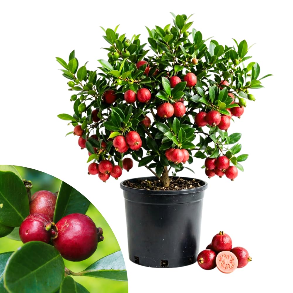 Guava Tree Live Plant, Strawberry Guava Plants Live for Planting, Tropical Fruits Tree for Outdoor Gardening, 1 Feet Tall in 1 Gallon Pot, No Ship to CA