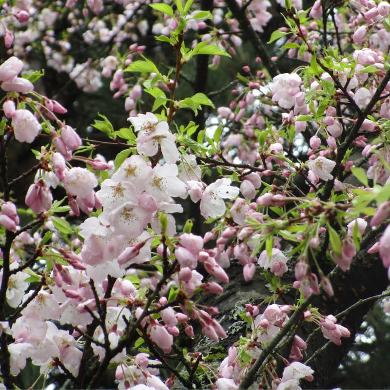 Cherry Blossom Tree, Light Pink Cherry Tree Live Plant, 6-12 Inch Tall in 2.5 Inch Pot, Dormant in Winter