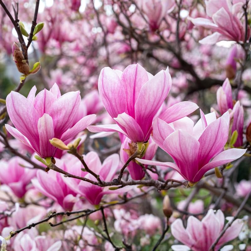 Live Jane Magnolia Tree in 3 Gallon Pot, Vibrant Flowering Magnolia Plant for Garden Planting, Ornamental Tree for Yard, Borders or Landscape Growing, No Ship to CA