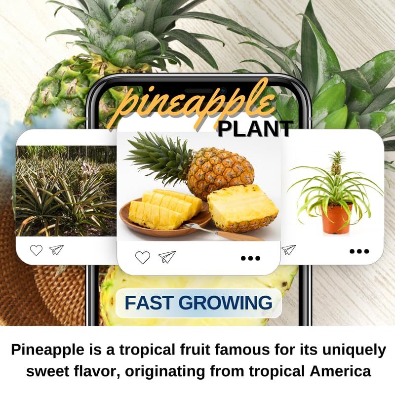 Pack 2 Random Pineapple Plants Live, Tropical Fruit for Spring Plant, Well-Rooted 4 to 8 Inch Tall for Planting Outdoor Full Sun