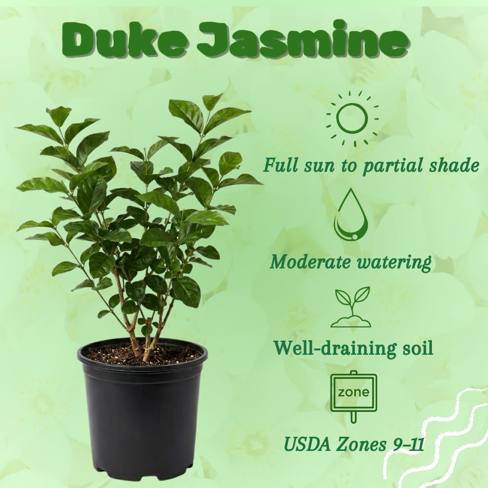 Jasmine Plant Live, 2-3 Feet Tall in 3 Gallon Pot, Jasmine Plant Live, Perennial White Flowers Plants for Growing, No Ship to CA (Duke Jasmine)