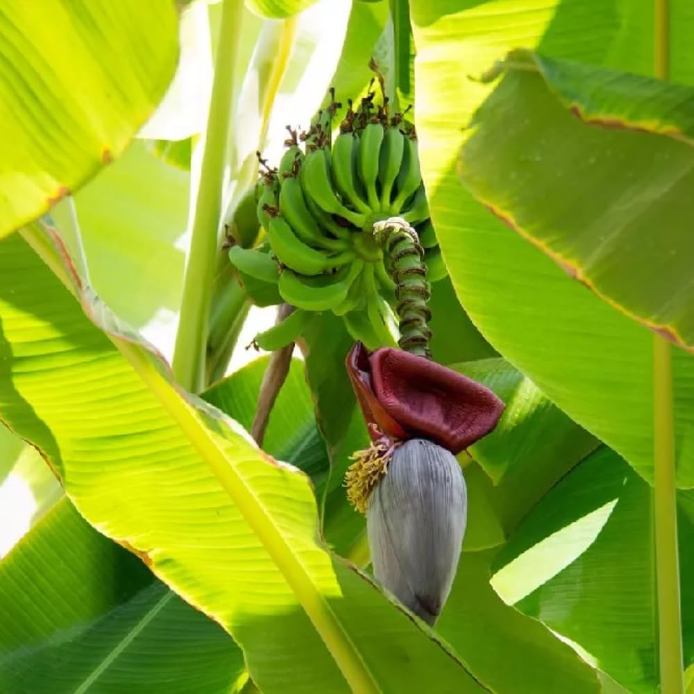 2 Grand Nain Banana Plants Live, Banana Fruit Tree Starter, Indoor Outdoor Planting, 4-6 Inches Tall