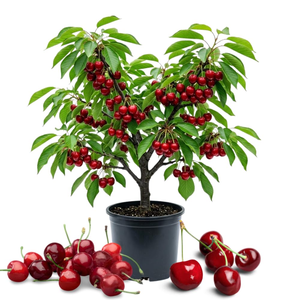 Cherry Trees Live Plants, Heavy Bearing Cherry Tree, Well Rooted in 3 Gallon Pot, 3-4 Feet Tall, Hardy Cherry Fruit Tree Live Plant for Outdoor Garden, No Ship to CA