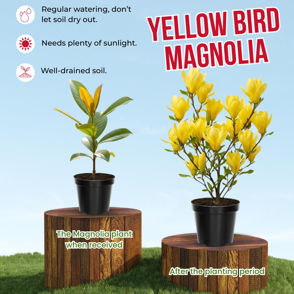 Yellow Magnolia Tree Live Plant in 4-8 Inches, Fragrant Spring Blooms, Hardy Perennial Magnolia Flowers Potted Ready to Grow, Winter Dormant