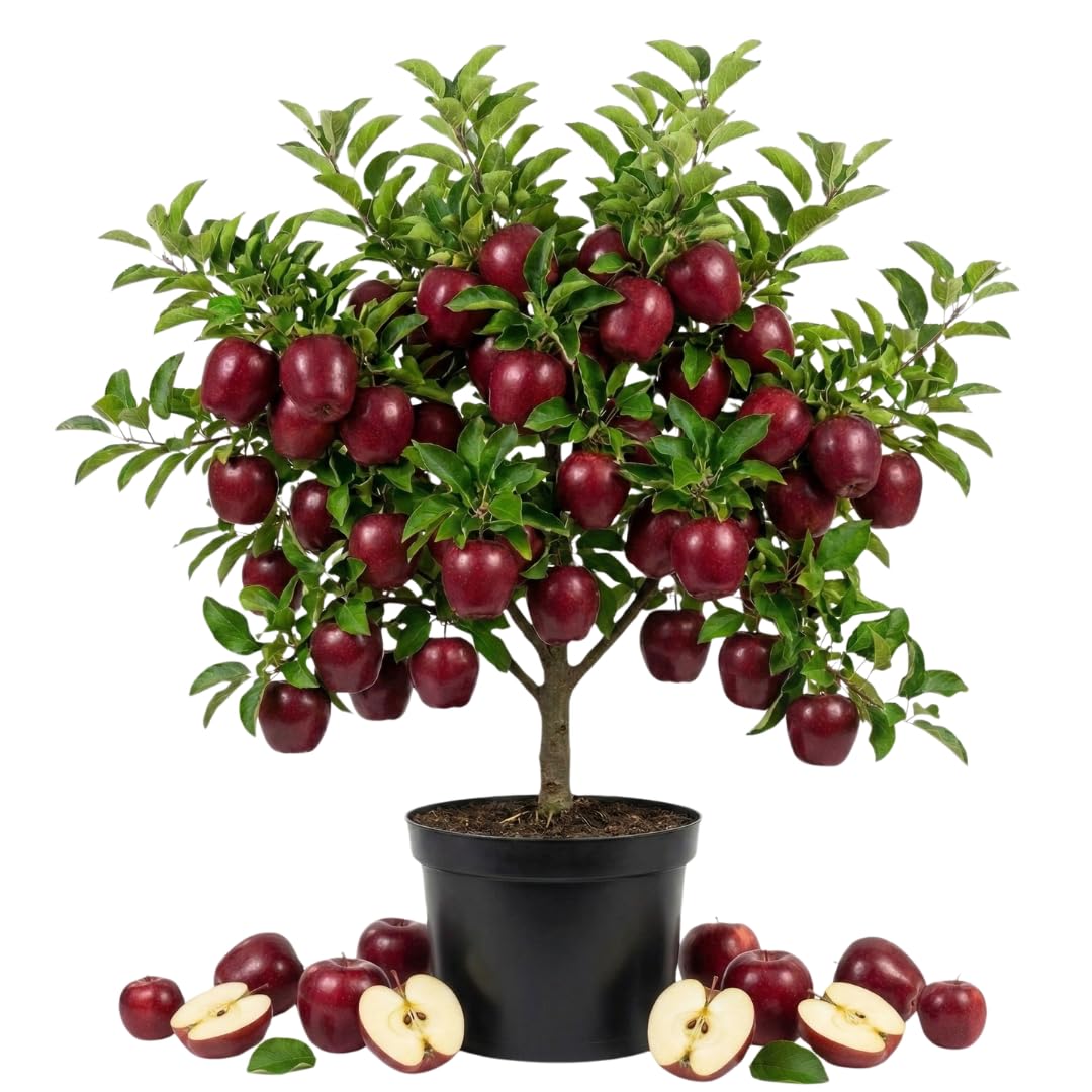 Live Delicious Apple Tree Plant, Sweet Apple Fruit Tree 2-3 Feet Tall in 3 Gallon Pot, Hardy Outdoor Tree, Ready for Planting, No Ship to CA (Red Apple)