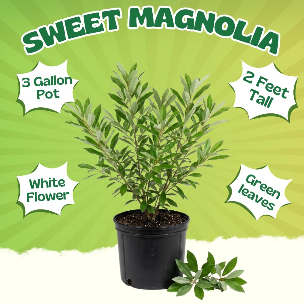 Sweetbay Magnolia Plant Live, Magnolia Trees Live Plants, White Flowering Tree, 2-3 Feet Tall in 3 Gallon Pot for Outdoor Growing, No Ship to CA