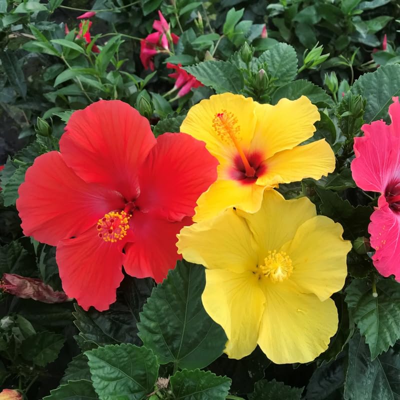 Set 4 Hibiscus Plants Live, Tropical Flowering Shrub, 4-8" Tall, Cold Hardy Bush (Mixed Hibiscus)