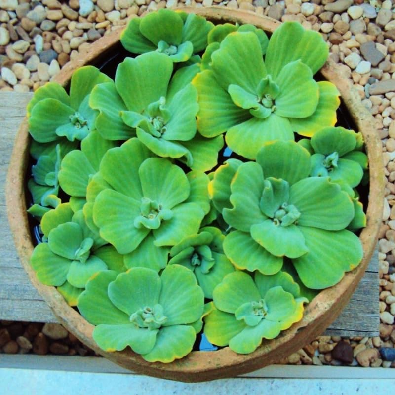 2 Water Lettuce Live Floating Plants - Large Aquatic Pond Plants