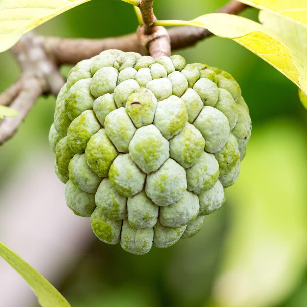 Annona Squamosa Sugar Apple Seeds, 20Pcs Tropical Fruit Seeds