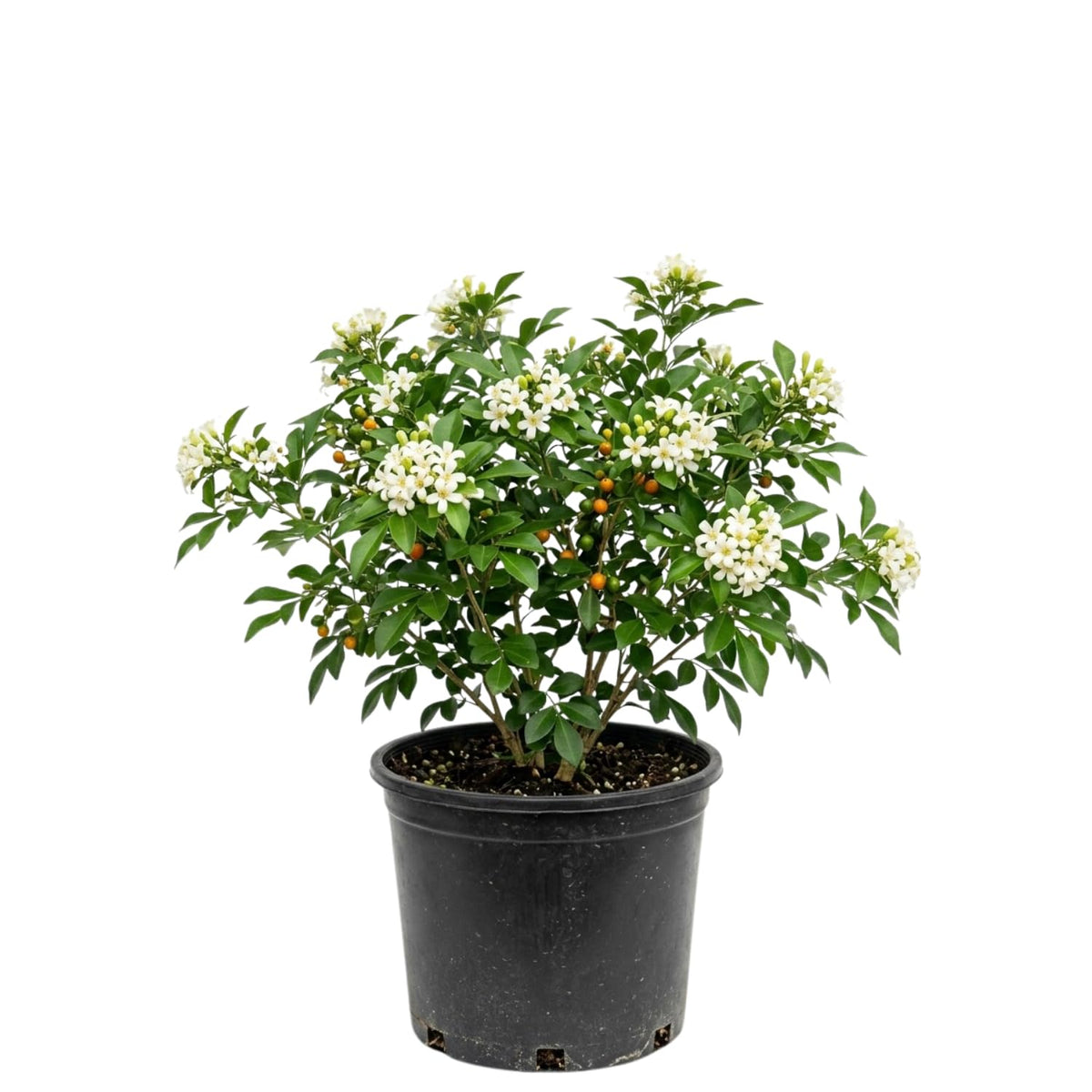 Orange Jasmine Plant Live, Fragrant White Blooming Vine, 2-3 Feet Tall in 3 Gallon Pot, Outdoor Garden Climbing Plant, No Ship to CA