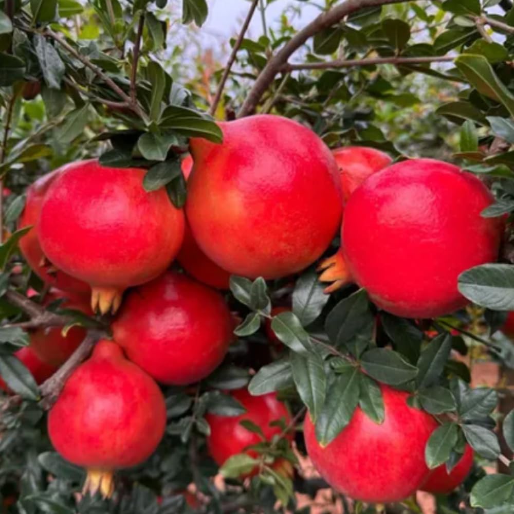 Wonderful Pomegranate Plant Live, Cold Hardy Pomegranate Tree Live Plant, 4 to 7 Inches Long, Fruit Bearing for The Patio