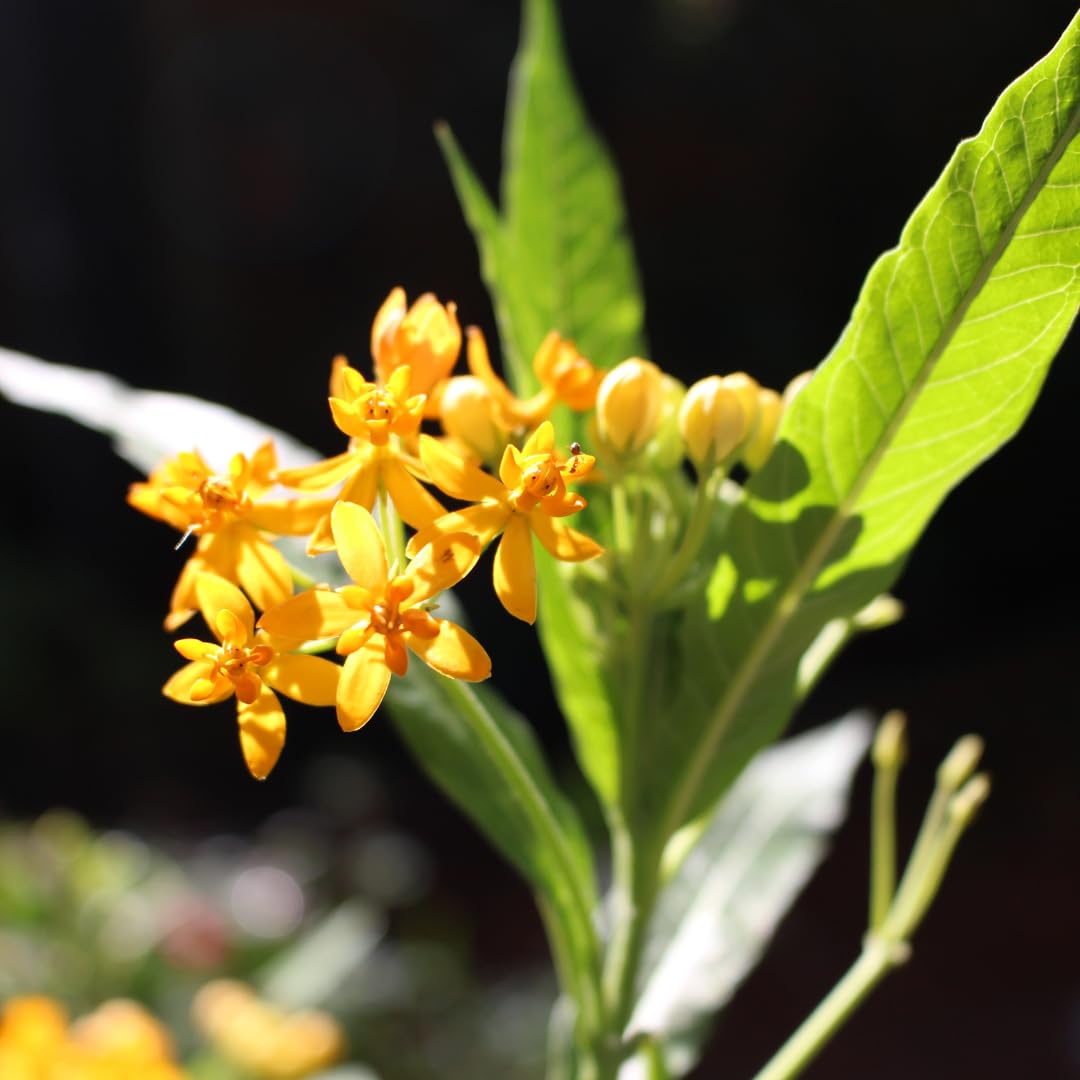 Set of 2 Live Milkweed Plants, Perennial Butterfly Milkweed Plants, Asclepias Tuberosa Plant, 5-8 Inch Tall for Indoor or Outdoor Planting, No Pot (Yellow Milkweed)