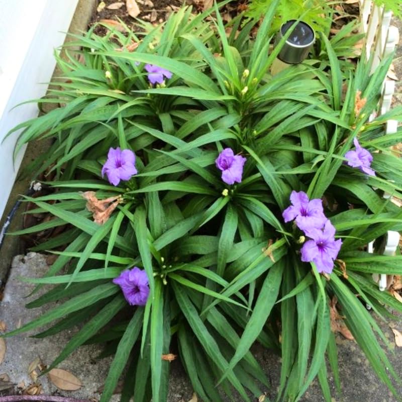 6 Dwarf Blue Mexican Petunia Plants Live, 4-7 Inches Tall, Hardy Perennial Flowers