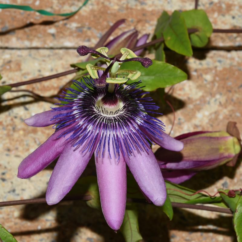 Set 2 Passion Flower Plants Live, Well Rooted Passiflora Flowering Vine 4-7'' Tall, Vibrant Blooms for Garden or Containers (Red)