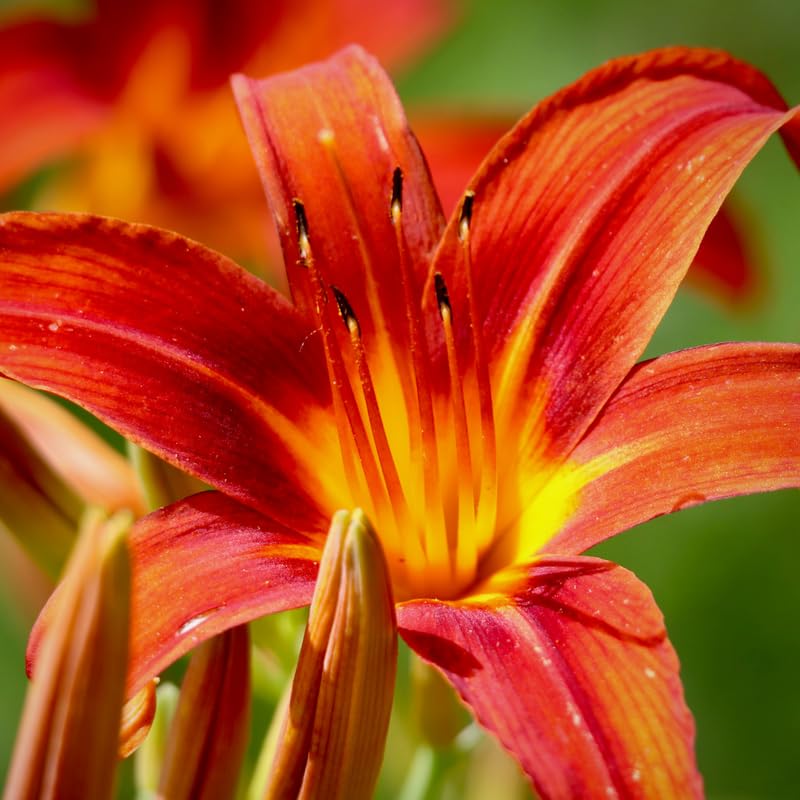 3 Orange Daylily Bulbs, Orange Daylilies Bulbs Flower, Daylily Flower for Growing