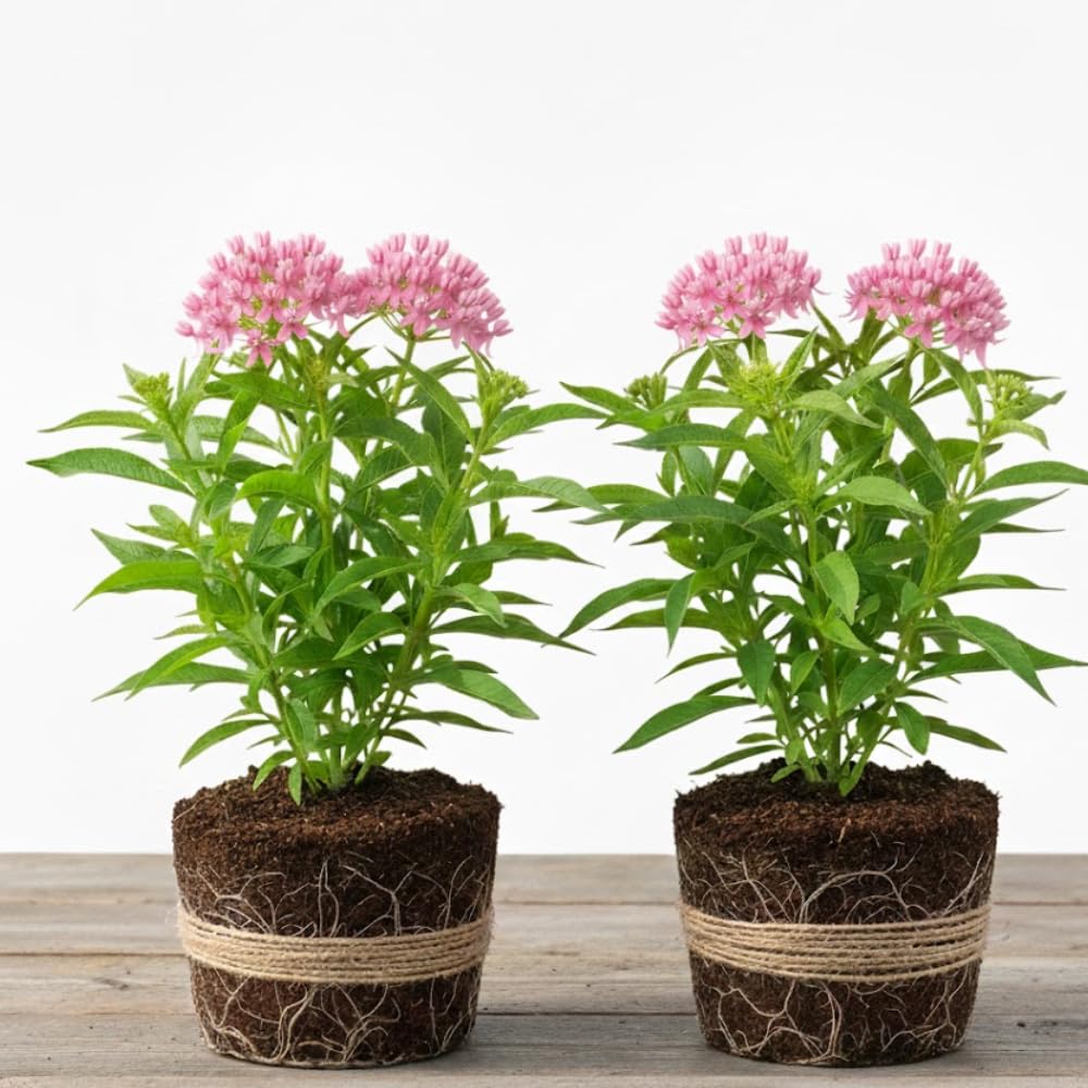 2 Milkweed Plants Live, Live Milkweed Plants, Asclepias Tuberosa Plant, 5 to 8 Inc Tall, Outdoors Gardening (Pink)