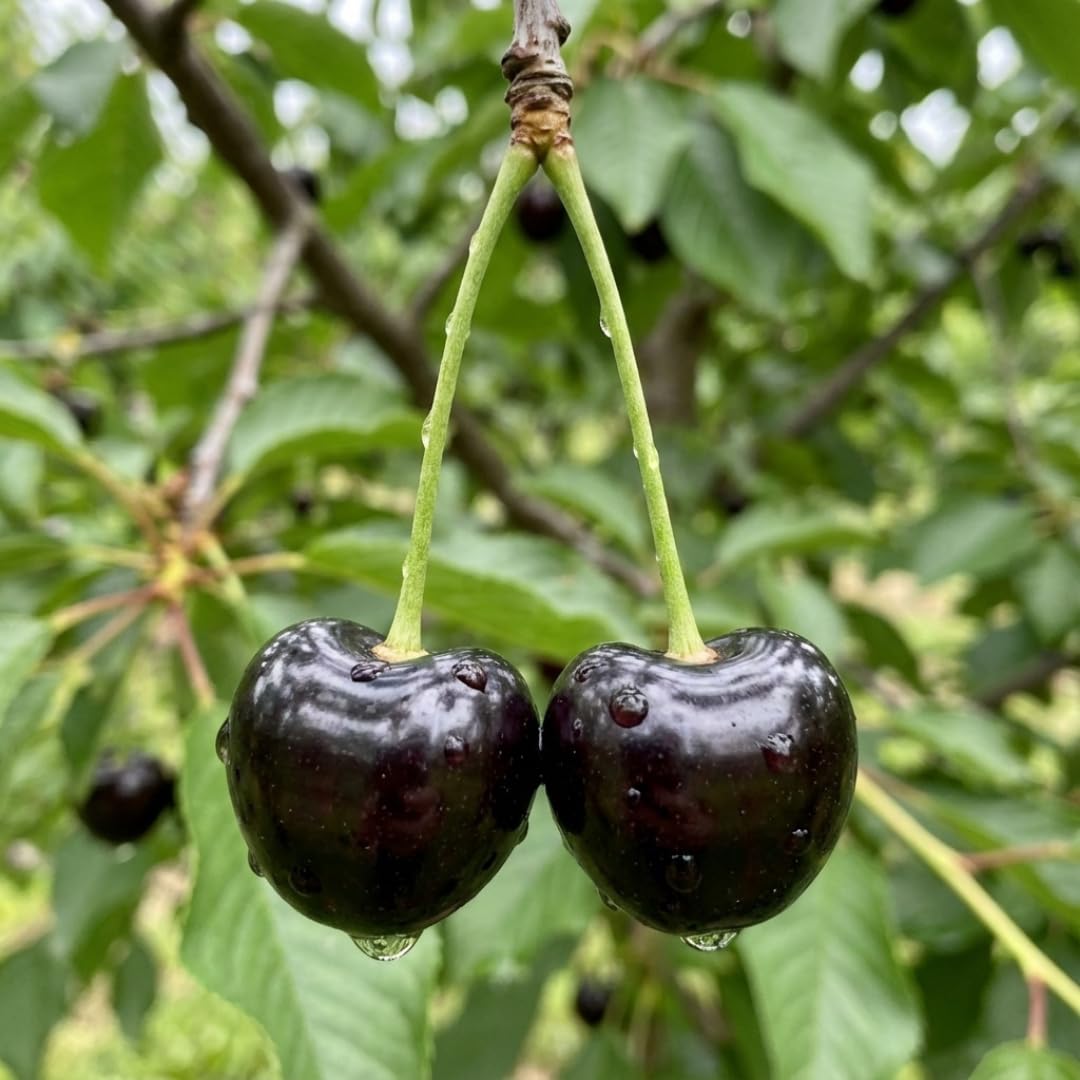 Cherry Tree Live Plant 3–4 Feet Tall in 3 Gallon Pot, Sweet Cherries Fruit Tree for Outdoor Growing, Cold Hardy Garden Tree, Ready to Plant, No CA (Black Cherry)