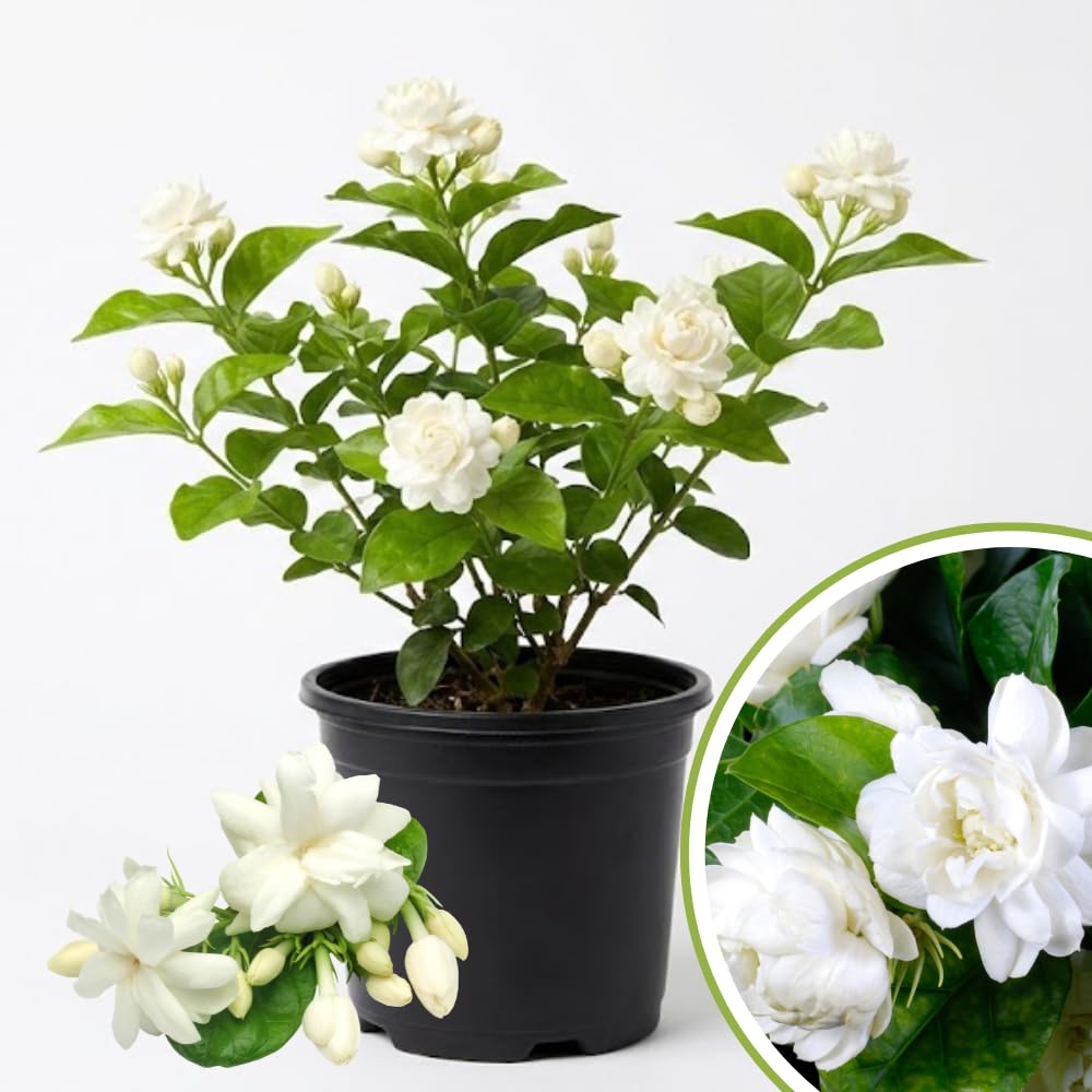 Duke Jasmine Plant Live, Fragrant Flowering Jasmine Plant Indoor Live in 3 Gallon Pot, 2 Feet Height, White Flower Blooms for Landscaping, No Ship to CA