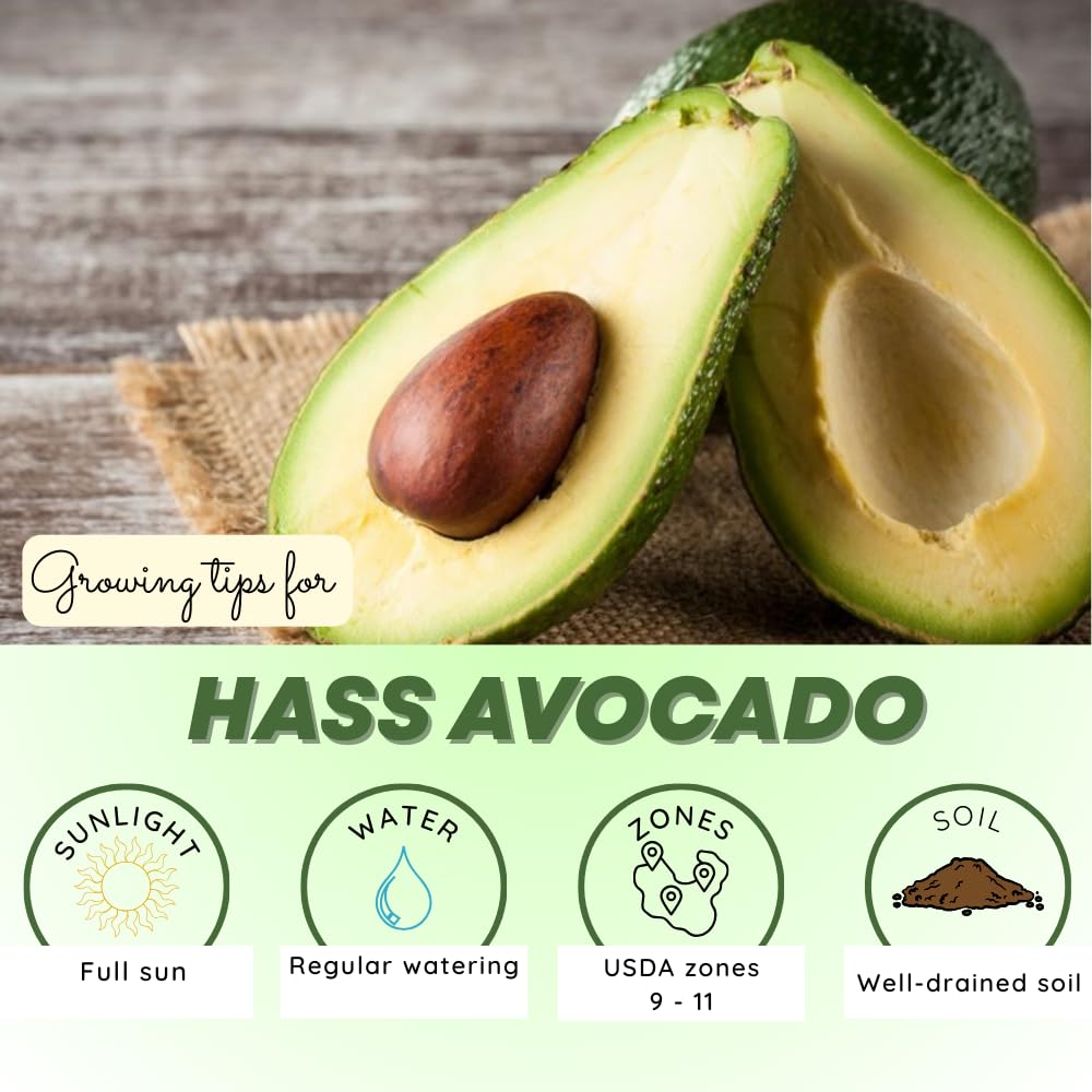 HASS Avocado Plant Live, Avocado Fruit Tree Plant, Cold Hardy, 1 to 2 Feet in Height 3 Gallon Pot for Indoor Outdoor Gardening