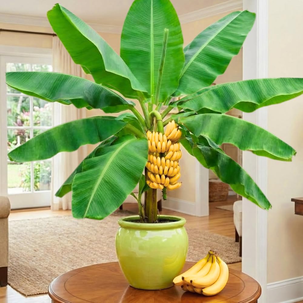 2 Yellow Banana Trees Live Plants Well-Rooted, High Yield and Easy to Grow Banana Plants, 4-9 Inc Tall, No Pot, Cold Hardy, Compact Size