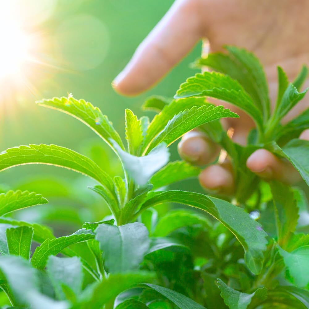 Pack 2 Stevia Plants Live, 4-7 Inches Tall, Fragrant Stevia Herb Ready to Grow Garden or Containers