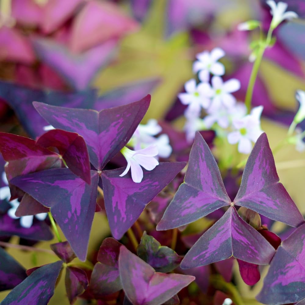 Oxalis Triangularis Live Plant, Purple Shamrock Plant Live, Oxalis Plant Live 4-9 Inch Tall, Oxalis Triangularis Purple