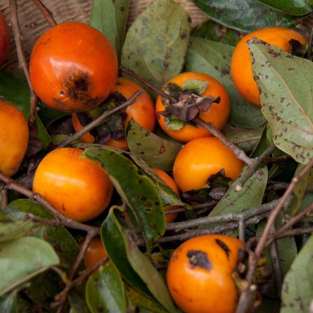 Live Sweet Persimmon Tree 3 to 4 Feet Tal, Persimmon Fruit Tree in 3 Gallon Pot, Well Rooted Garden Plant, No Ship to CA
