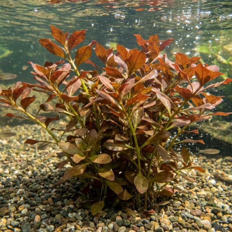 Round Orange Ludwigia Plants Live, 1 Bundle Aquatic Plant