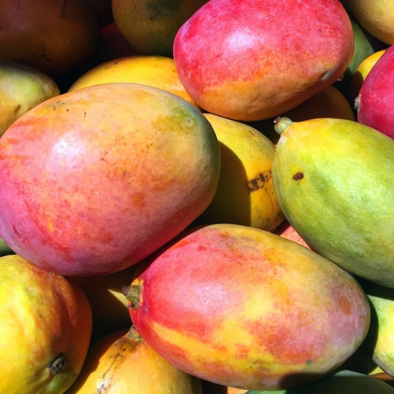 Summer Mango Tree Live Plant for Planting, Grafted Mango Plant in 3 Gallon Pot, Fast Growing Tropical Fruit Tree Seedlings