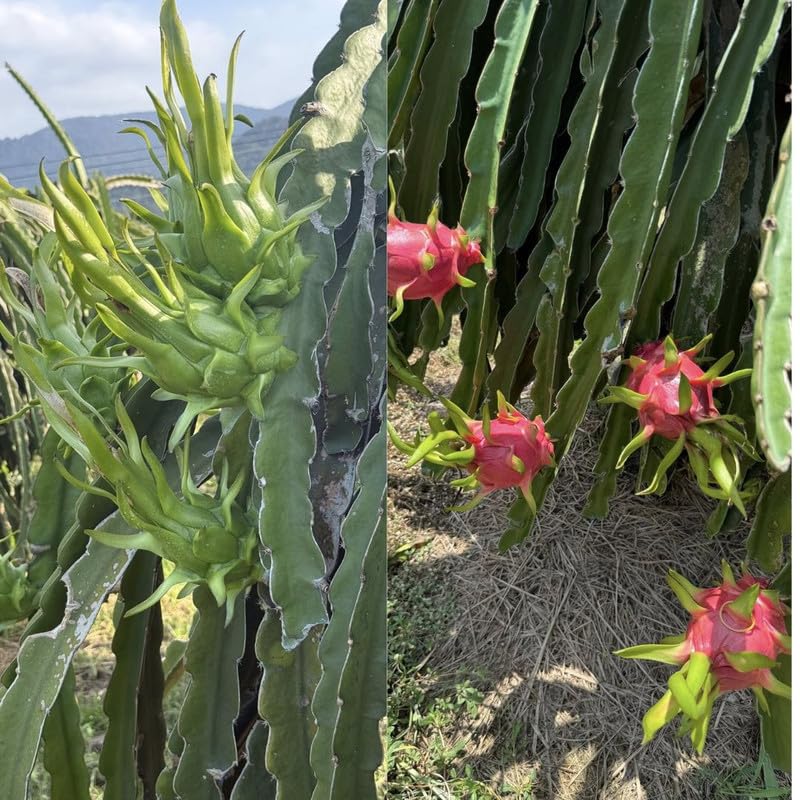 Live Red Dragon Fruit Plant 1 Gallon, Dragon Fruit Tree Plant Live for Home Gardening, Outdoor Plants