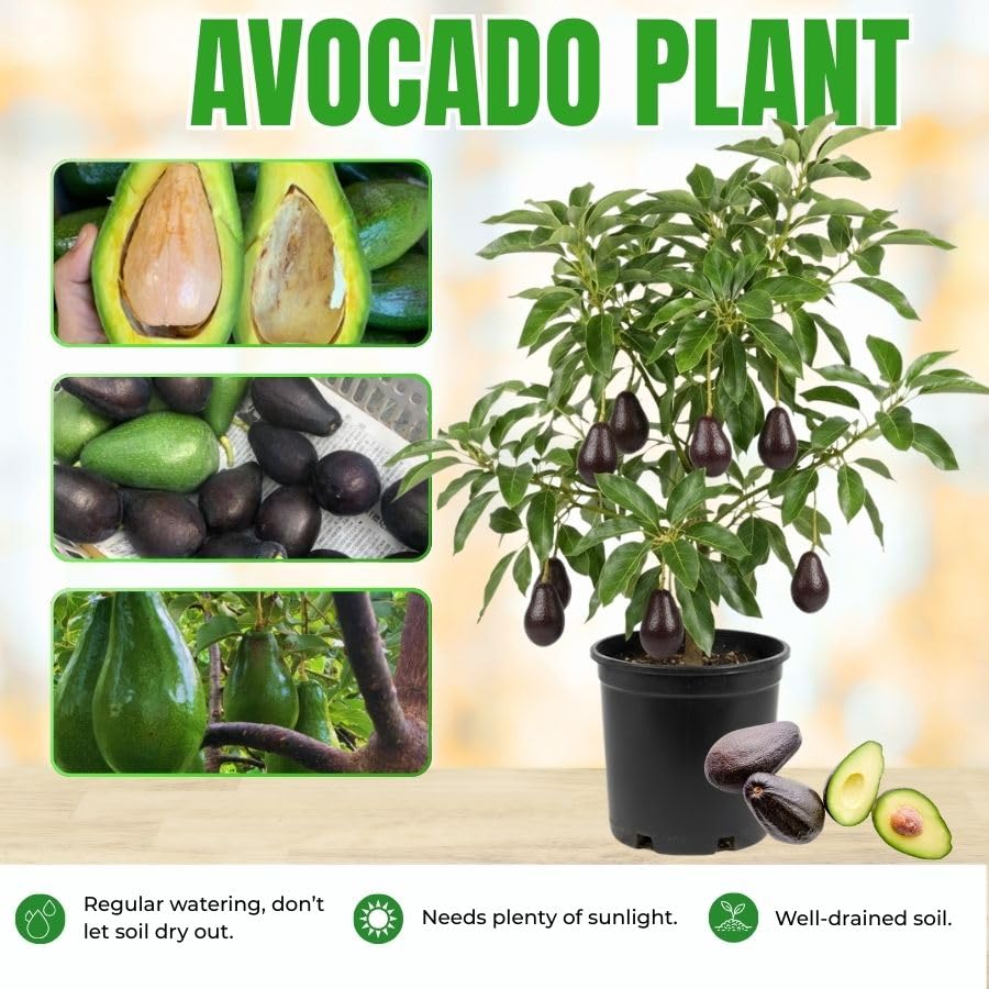 1-2.5 Feet Tall Green Avocado Fruit Plant Live Tree, Avocado Live Tree Plant for Planting Outdoor