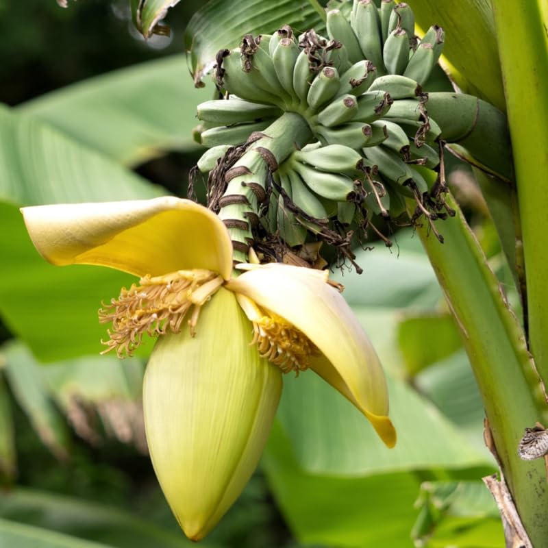 Basjoo Banana Plant, Banana Trees Live Plants, 4-6" Tropical Fruit Tree for Home Garden, Patio and Container Growing
