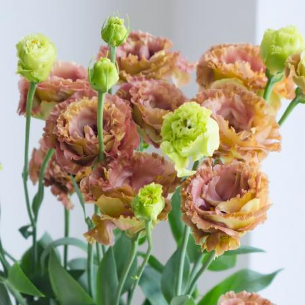 Brown Pink to Burgundy Eustoma Lisianthus Plants Live Plug Size, Well-Rooted 3-5" in Tall, Texas Bluebell, Thornless Love Rose Plant, Summer Fall Bloom