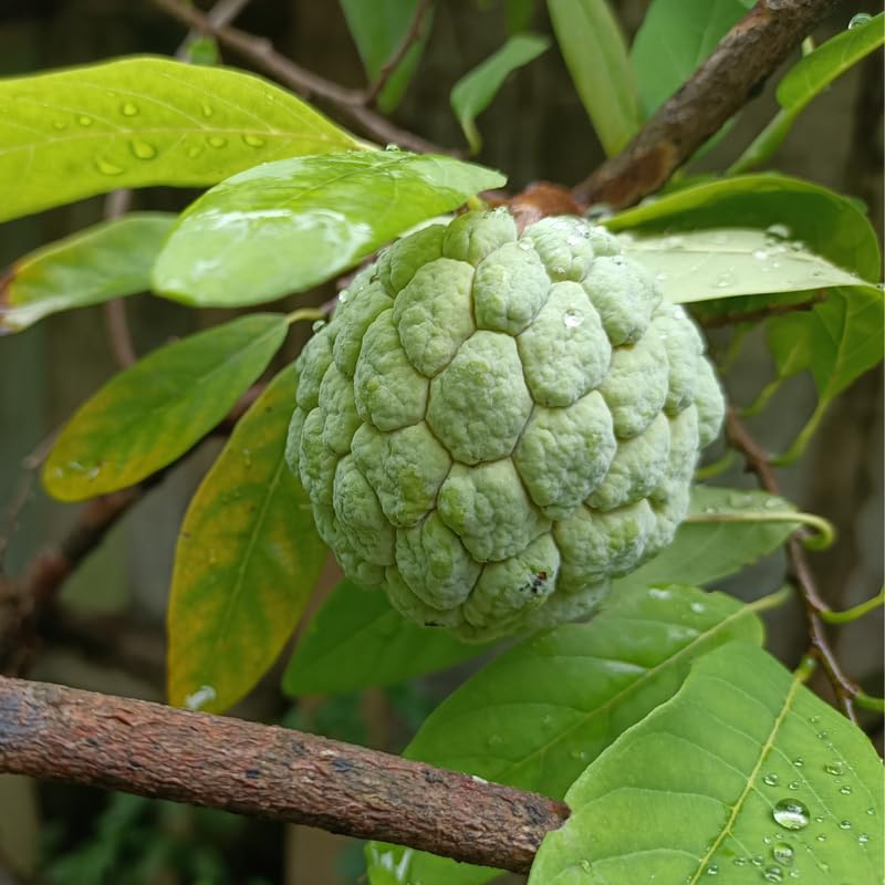 Sugar Apple Tree Live Plant - 2-3 Ft Tall in 1 Gallon Pot - Green Annona Squamosa Tropical Fruit Tree for Outdoor Garden and Patio, Perennial, No Ship to CA