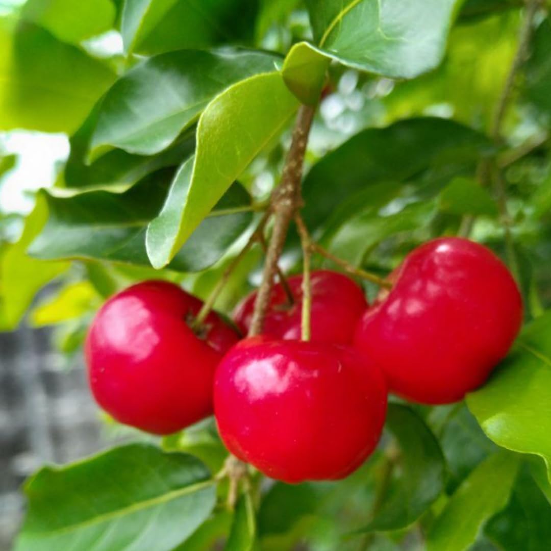 Barbados Cherry Tree Live Plant, 4-8 Inch Tall, Acerola Red Cherry Tropical Fruit Tree
