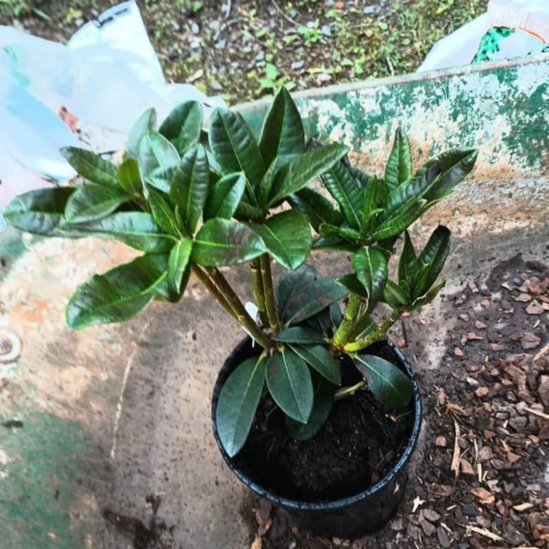 1-2Yrs Old Rhododendron Plants Live in Pot, Rhododendron Azale Bush Shrub Tree Plant, Orange-Red Blossoms