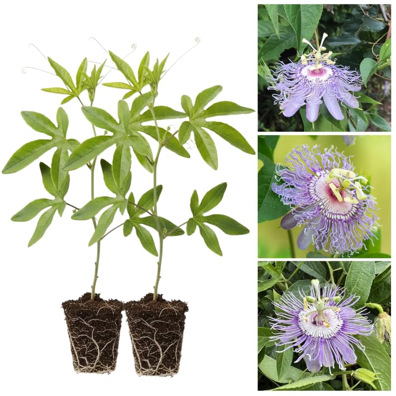 2 Light Blue Passion Flower Plants, 4-8'' Tall Red Passiflora Plant Vine for Planting, Vibrant Passion Flower Starter Plant for Home Garden and Containers, Well Rooted to Grow