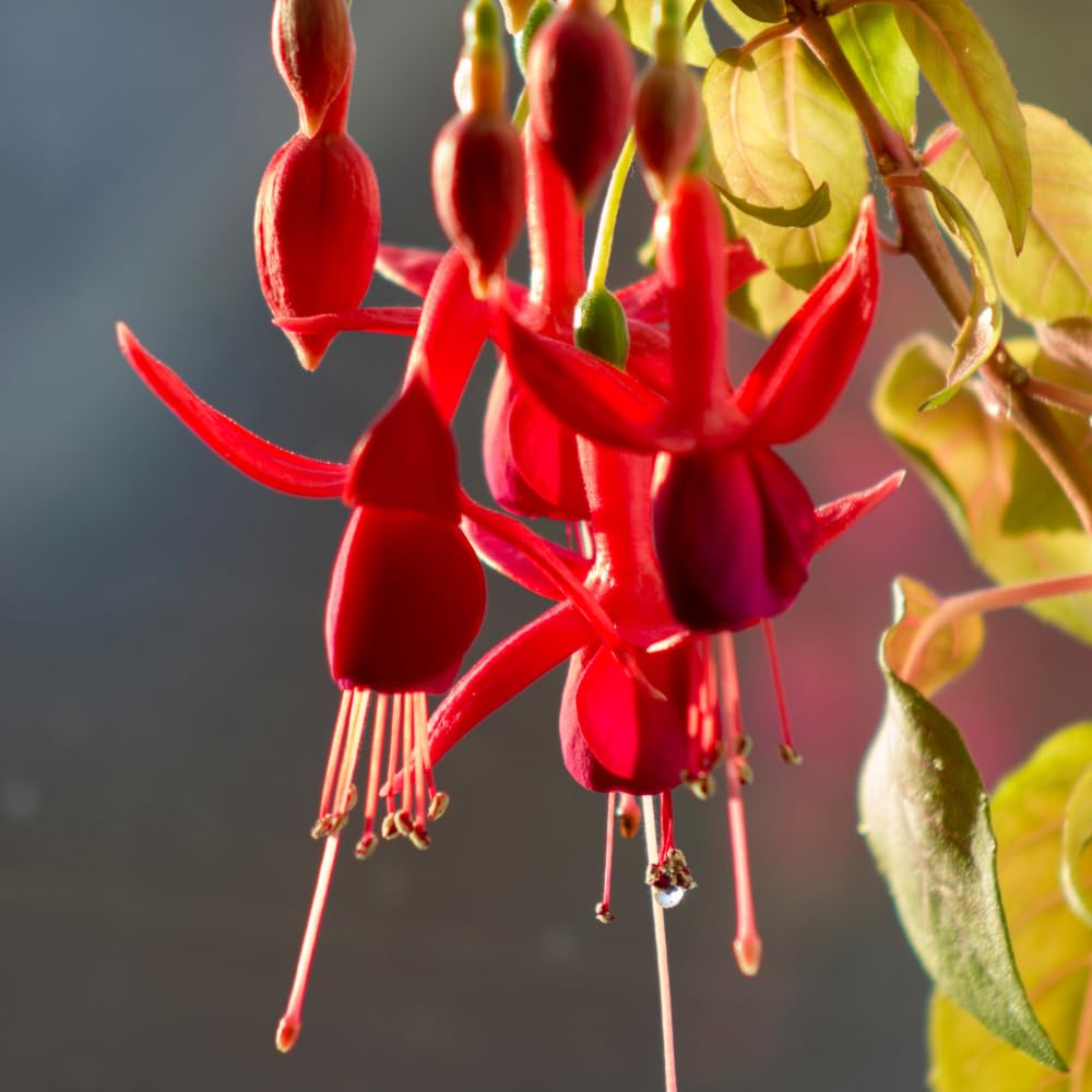 2 Fuchsia Plants, Live Fragrant Fuchsia Flower Bush Shrub, 3-6 Inches Tall (Red)