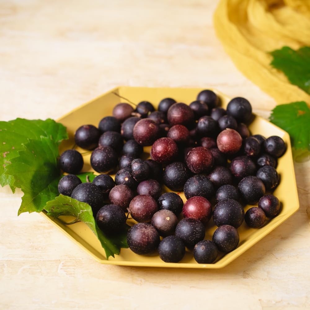 Purple Muscadine Grape Vine Plants, 20-24 Inches Tall Muscadine Grape Vine Live Plant, 1 Gallon Pot - Grapes Vine Plants for Garden, No Ship to CA
