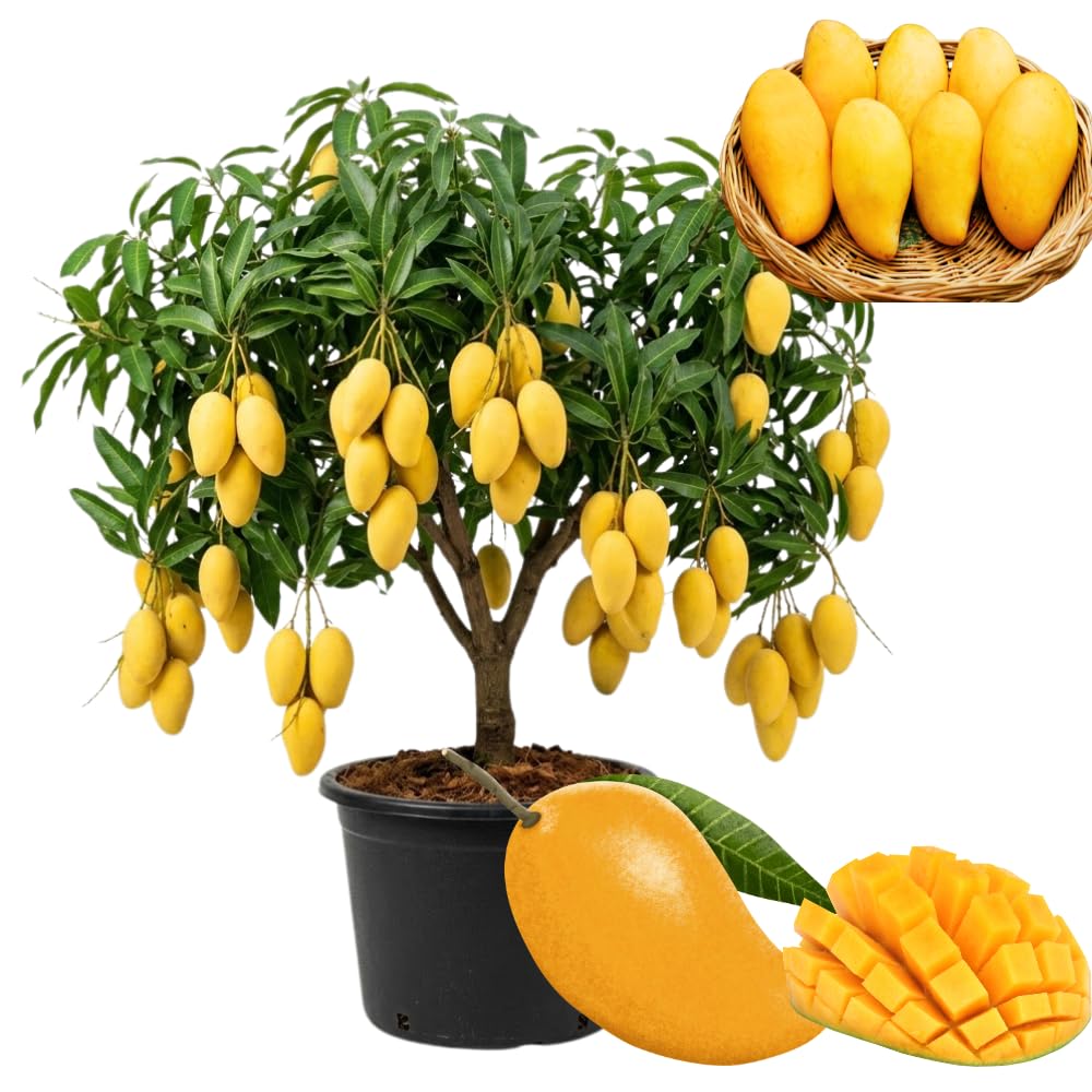 Long Mango Trees Live Plants in 3 Gal Pot, Fragrant Mango Fruit Tree from 2 to 3 Feet Tall, Sweet and Fast-Growing, No Ship to CA