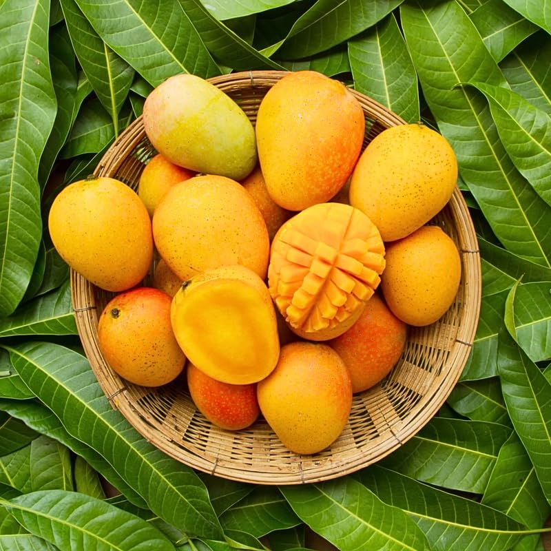 2 Years Old Mango Tree for Planting, Honey Mango Plant Grafted in 3 Gallon Pot, Sweet, Fast-Growing Tropical Tree Seedlings for Outdoor Garden