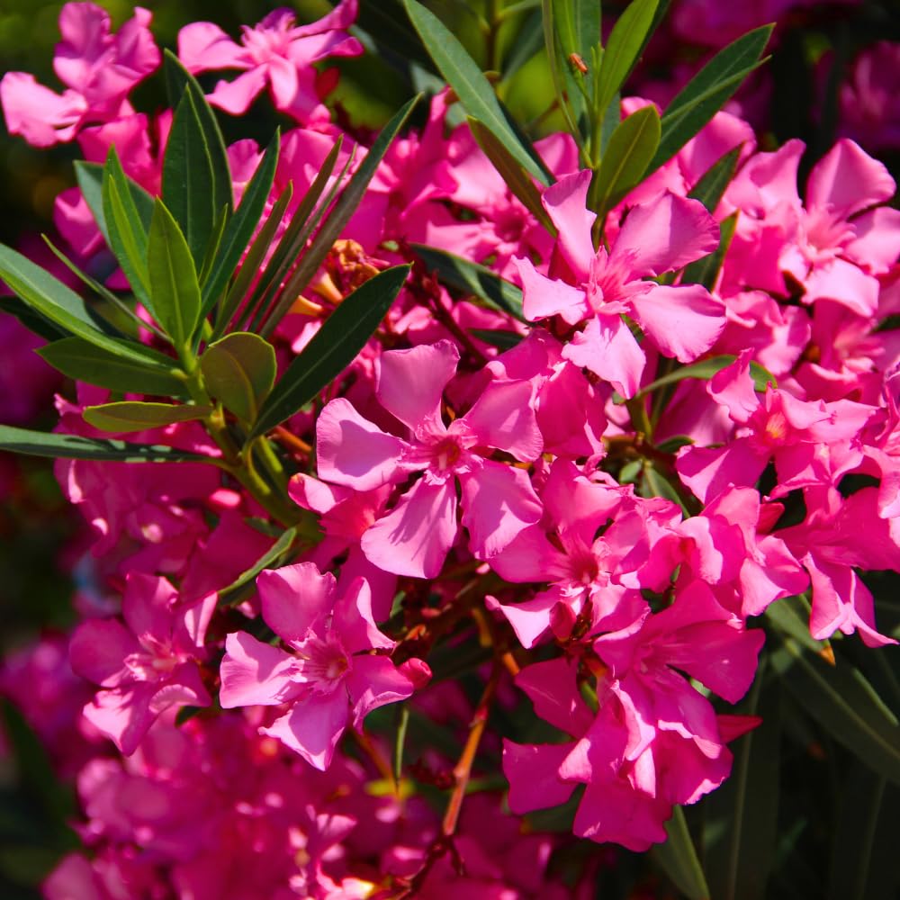 4 Oleander Plants Live, Pink Oleander Flowering Bush Shrub, 3 to 5 Inches