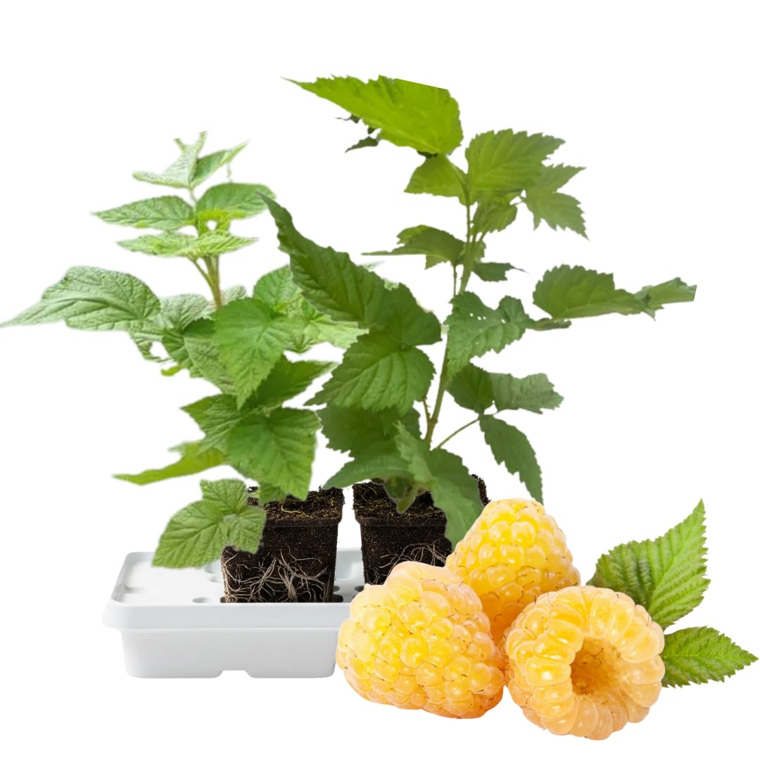 Set 2 Fall Gold Raspberry Plants Live, Raspberry Trees Live Plants, Raspberry Seedlings, 5-9 Inc, Raspberry Fruits Trees