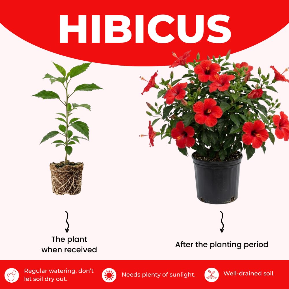 2 Bright Red Hibiscus Live Plants, 4-8'' Tall Hardy Hibiscus Flower Starter Plants, Well Rooted Perennial Flower Plant for Home Garden and Containers