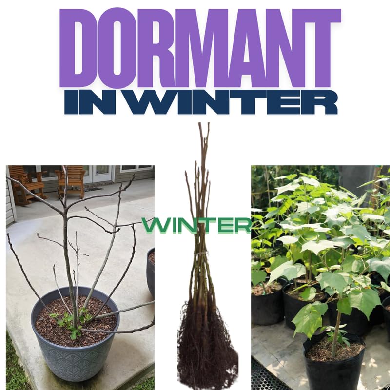 Purple Althea Rose of Sharon Tree Live Plant, 1 Year Old Dormant Seedling in Quart Pot, Hibiscus Syriacus for Outdoor Planting, Cold Hardy