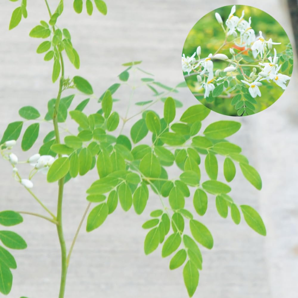 Moringa Plant Tree in 1 Gal Pot, Live Moringa Trees Plants, 2 Ft Tall, Moringa Oleifera Drumstick Tree for Outdoor Indoor Planting, Well-Rooted, No CA