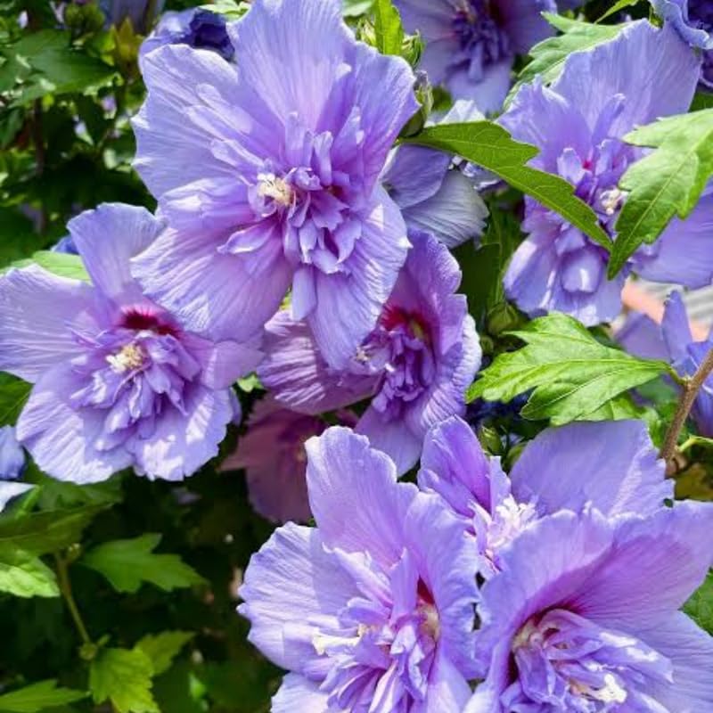 Purple Althea Rose of Sharon Tree Live Plant, 1 Year Old Dormant Seedling in Quart Pot, Hibiscus Syriacus for Outdoor Planting, Cold Hardy