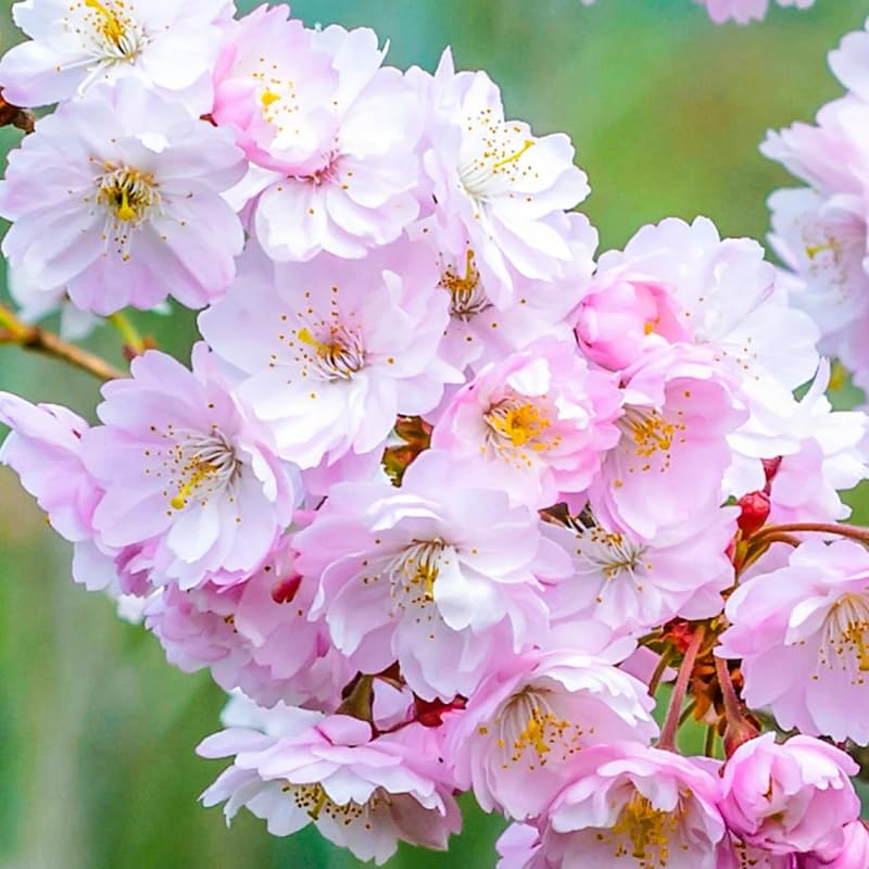 Live Cherry Blossoms Tree Plant, Random Flowering Cherry Blossom in 2.5 Inches Pot, Dormant in Winter, Perennial Bloom, 9 Months Old Trees