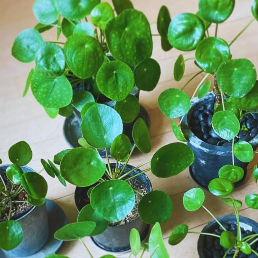 3 Money Tree Live Plants, 5 to 8 Inc in Height, Pilea Peperomia Plants Live, House Plant Live